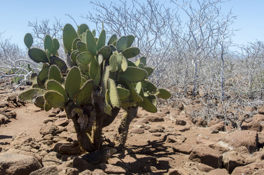 Cactus - isla Seymour Norte - islas Galápagos - Ecuador